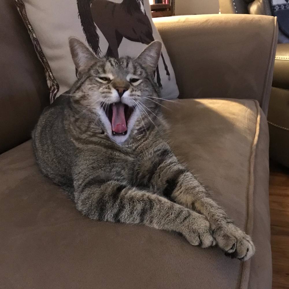 Meet your Posher, Susan